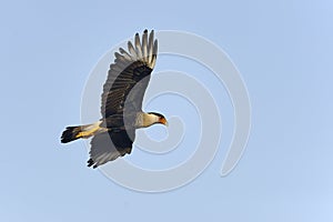 Caracara cheriway, northern crested caracara