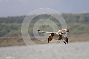Caracara chimango flyng on Beagle Channel near Ushuaia photo