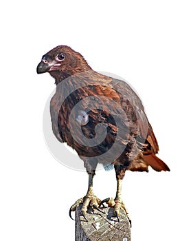Caracara with egg isolated over white