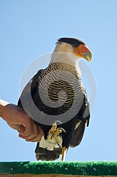 Caracara falconer