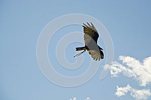 Caracara in flight performance