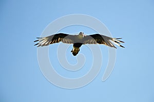 Caracara in flight performance