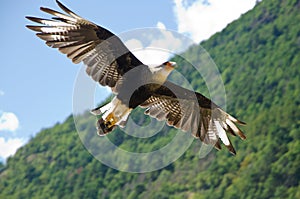 Caracara in flight performance