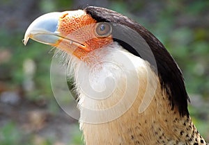 caracara hawk close up