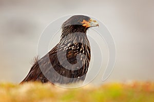 Caracara in the nature habitat. Detail portrait of caracara. Portrait of birds of prey Strieted caracara, Phalcoboenus australis.