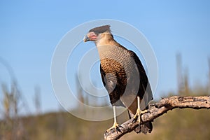 Caracara perched on branch in Sonoran Desert