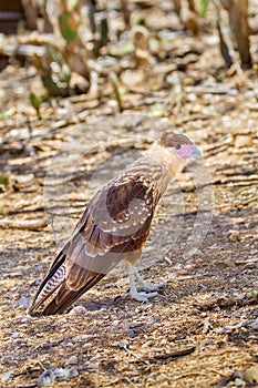 Caracara plancus bird of prey on ground photo