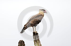 Caracara plancus on the branch