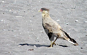 Caracara plancus falcon photo