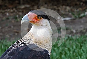 Caracara Plancus Hawk photo