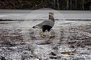 Caracara Plancus a hunting scavenger, american bird perched in the mud photo