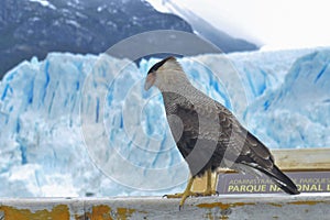 Caracara plancus - Patagonian Carancho, is a species of falconiform bird of the Falconidae family.