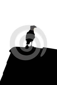 Caracara plancus on the roof, birds silhouette