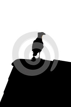 Caracara plancus on the roof, birds silhouette photo