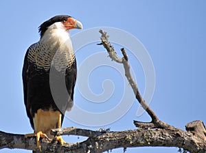 The Caracara photo