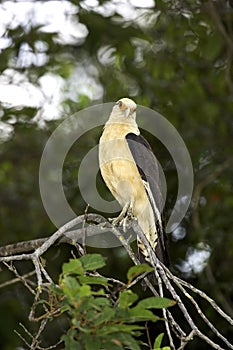 CARACARA A TETE JAUNE milvago chimachima