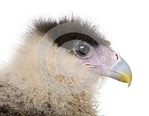 Caracaras, 20 days old, caracara plancus photo