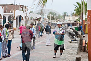 CARACAS, PERU - APRIL 15, 2013: Pelican is waiting for the food. Ready for perfomance in Caracas, Peru