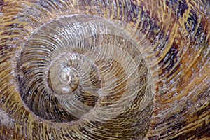 Caracol comun Helix aspersa