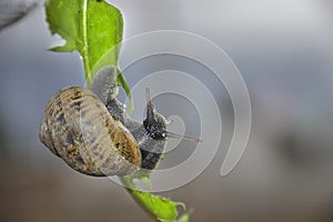 Caracol ComÃÂºn - Helix Aspersa photo