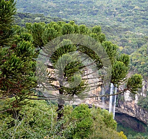 Caracol Falls, or Cascata do Caracol, Canela, Brazil
