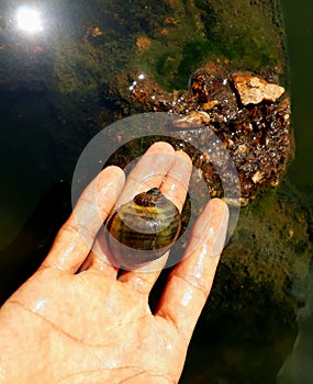 caracol the marisc of the ocean
