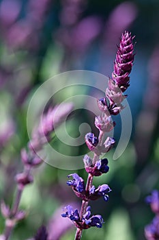 Caradonna Salvia flowers, purple and violet woodland sage blooming in the summer garden