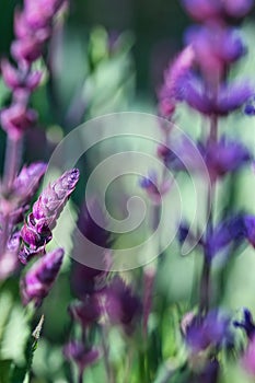 Caradonna Salvia flowers, purple and violet woodland sage blooming in the summer garden