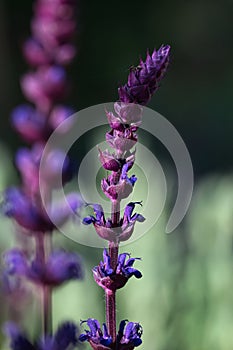 Caradonna Salvia flowers, purple and violet woodland sage blooming in the summer garden