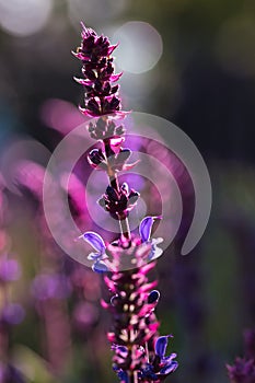 Caradonna Salvia flowers, purple and violet woodland sage blooming in the summer garden