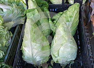 Caraflex Cone Cabbage for sale at Porto market (Mercado do Bolhao