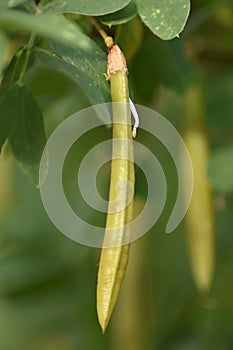 Caragana arborescens - dried seedpod
