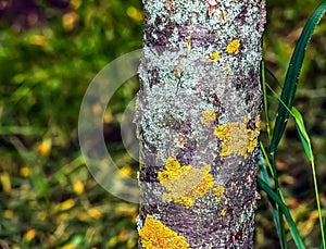 Caragana arborescens, the Weeping Siberian Pea Tree tree trunk. Texture. Background