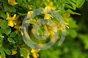 Caragana arborescens yellow acacia,floral background.