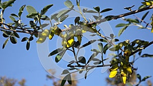 Caragana arborescens, or Yellow acacia flowers