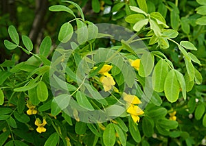 Caragana  flowers and leaves