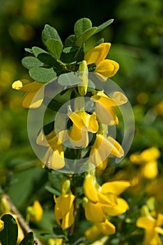 Vibrant Yellow Flowers of the Siberian Peashrub photo