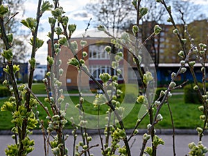 Caragana tree branches with spring tender leaves in backlight