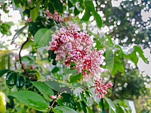 Carambola, also known as star fruit or 5 fingers, is the fruit of Averrhoa carambola, a species of tree native to tropical