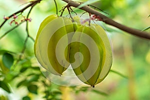 Carambola, Caramba or star fruit is one of the most sought fruits