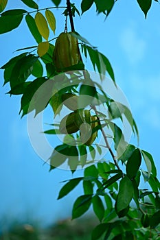 Carambola close-up on tree, also known as star fruit or 5 fingers