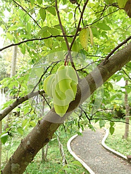 Carambola fruit in Sri Lanka photo