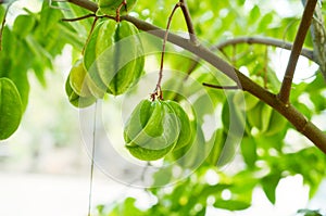 Carambola fruit or star appple on tropical tree at