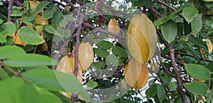 Carambola Fruit on the Tree photo