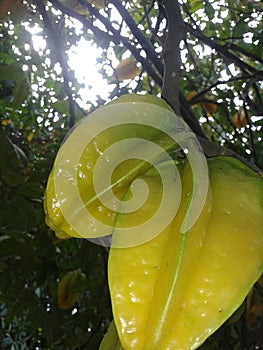 Carambola photo