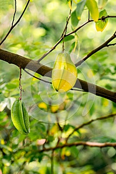 Carambola star fruit tree five fingers organic exotic tropical plant