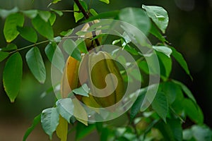 Carambola on a tree, also known as star fruit or 5 fingers