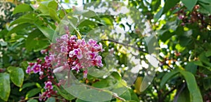 Carambola Tree Flowers