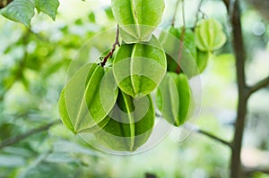 Carambola tree with fruits