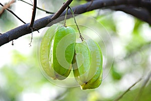 Carambolas on the tree